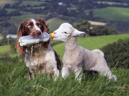 #Dogs4Lambs – Gli agnellini non se li mangia neanche il cane. E tu?