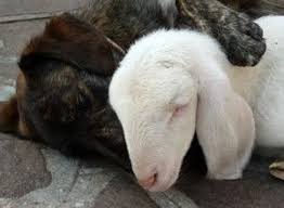 #Dogs4Lambs – Sono due cuccioli: davvero vorresti mangiarne uno?