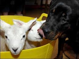 #Dogs4Lambs – Non li sto assaggiando: li bacio