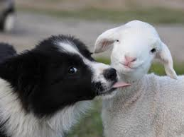 #Dogs4Lambs – La bocca sugli agnellini si usa solo per i baci