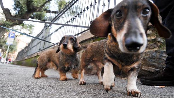 La porti una spruzzatina a Firenze: per la pipì di Fido arriva SweetPee