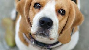 Cinque mesi al cacciatore che uccise a fucilate la sua beagle Irlande: “Era indisciplinata”