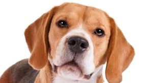 Un beagle come quello nella foto era l'obiettivo del tentato rapimento