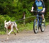 Si scrive bikejoring, si legge: in bici col cane (non per tutti, non per strada)