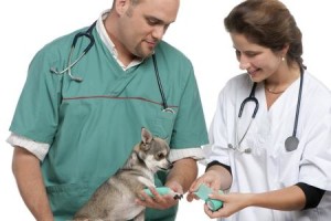 come-diventare-assistente-di-uno-studio-veterinario_c5b9b37080f63dcf37414cb6f495d36b