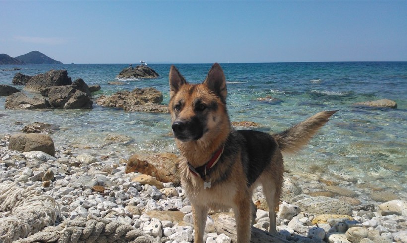 Primo soccorso per cani e altri animali: l’Elba ci prova