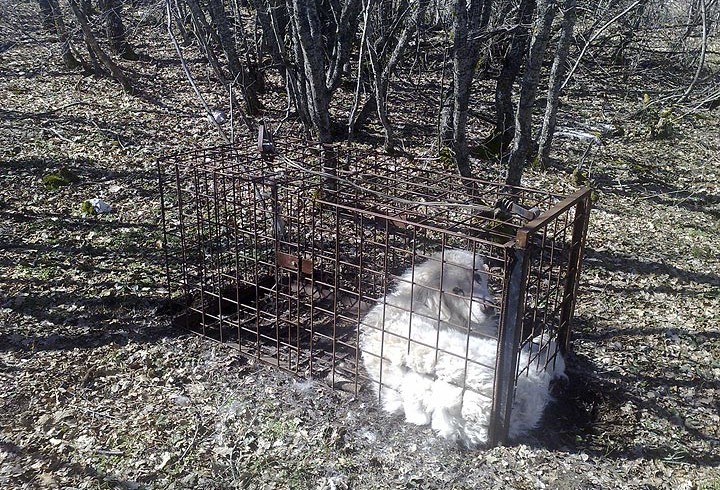 Gabbie trappola contro i cani randagi: Aidaa bacchetta Comune del Frusinate