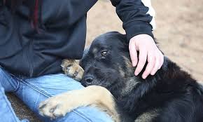 Strazio a Cesano Maderno: abbandona la sua cagnolina chiusa in casa per mesi, e lei muore di stenti. Denuncia Lndc