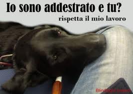 #gncg Giornata nazionale del cane guida: auguri a tutti i “compagni di libertà” a 4zampe