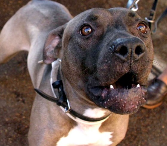 Usa il suo cane come un’arma contro altri ragazzi: 23enne arrestato a Manfredonia