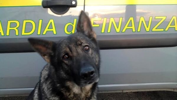 Agente Tagas va in pensione. Il ‘finanziere a quattro zampe’ rimarrà col suo conduttore