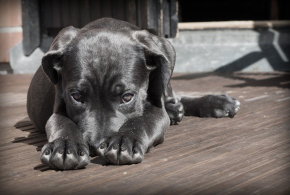 Perché i cani tremano?