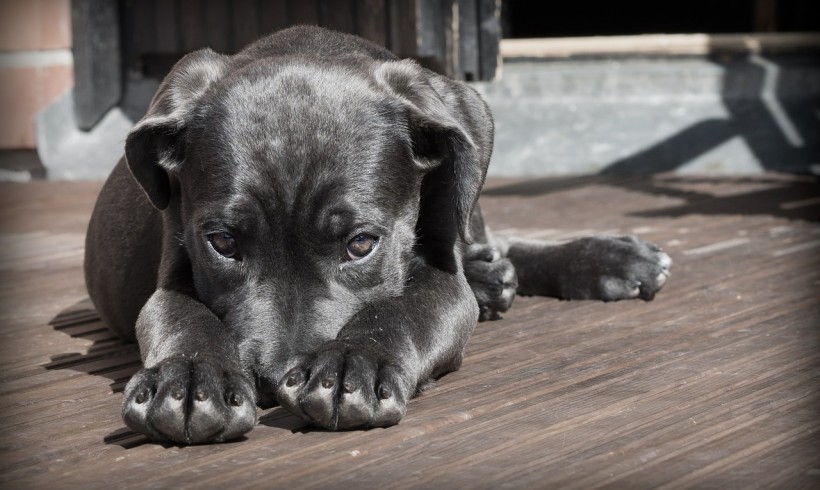 Perché i cani tremano?