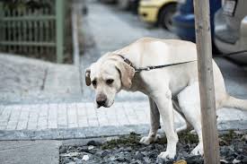 Madrid, se non raccogli la cacca del tuo cane pulisci tutta la strada. Giro di vite sugli indisciplinati