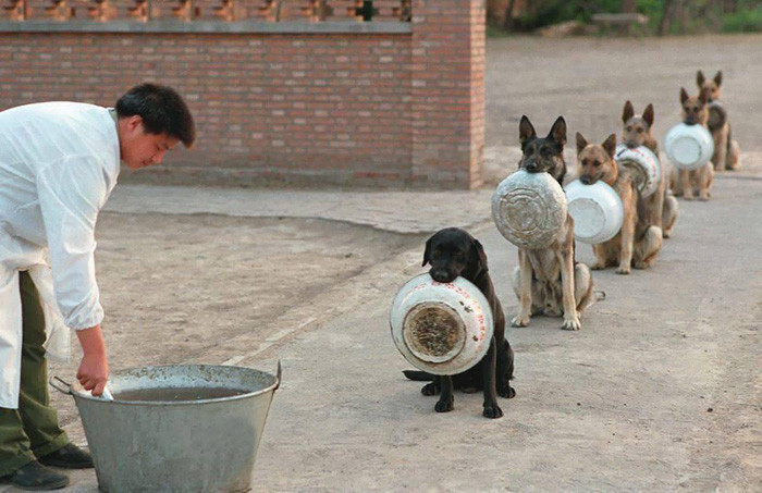 Alimentazione, per l’85% dei vet meglio le crocchette del pastone casalingo