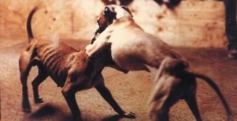Allevamento abusivo e canile lager per cani da combattimento: maltrattamenti da Firenze a Trapani