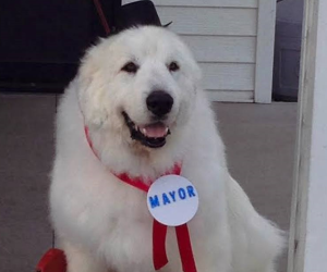 Il cane Duke, diventato nel 2014 sindaco onorario di una cittadina del Minnesota con una valanga di voti o