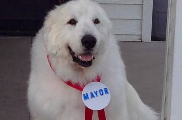 #elezioni2016 #city4dogs – Come i candidati sindaco pensano ai cani: qualazampa.news spulcia i programmi elettorali