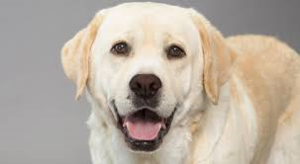 Scricciolo, il protagonista di questa storia, è un labrador come il cane della foto