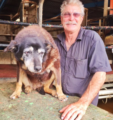 E’ morta Maggie, il cane più anziano del mondo. Aveva 30 anni