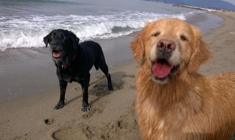 Con le pinne, il fucile, gli occhiali e il cane: la Regione Veneto detta le regole per le spiagge a quattro zampe