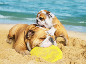 mare bulldog