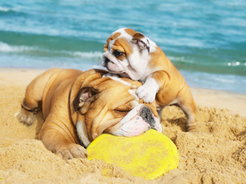 Tutti pet friendly con le spiagge degli altri: sulle coste italiane 5mila multe per i cani sul mare. Rilevazione di Aidaa