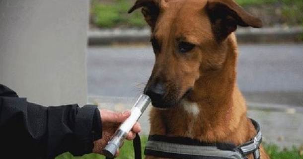 Cani annusa-cancro, in Francia via all’iter di certificazione