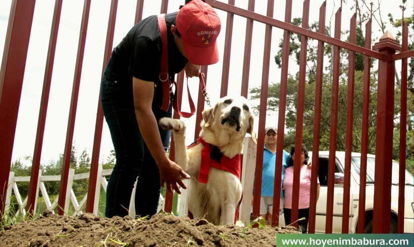 Ecuador, se ne va Dayko: il cane eroe del terremoto stroncato dalla fatica dopo aver salvato 7 persone