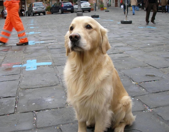 Pontremoli piange Dik, il cane soccorritore beniamino della città