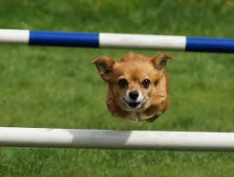 Passione Agility, lo sport di squadra dove vince sempre il cane