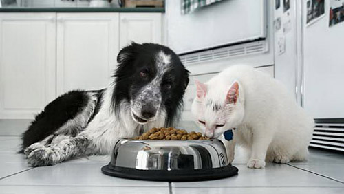 Clicca e dona una ciotola di pappa ai trovatelli: è il nuovo contest Dogalize