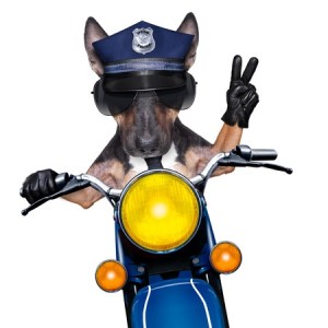 dogcrime moto