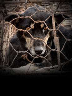 Stop al Festival della carne di cane di Yulin: qualazampa.news firma la PET…izione