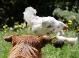 Spara al cane del vicino: “E’ uno strapazzagalline!” A Montalcino denunciato 79enne