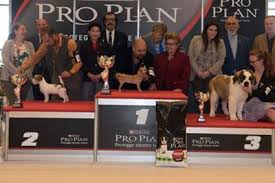 Il più bel cucciolo dell’anno è un chihuahua: per lui medaglia d’oro alla Pro Plan Puppy Cup 2016