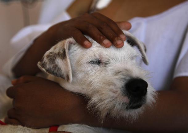 A Palermo cani nelle corsie dei bambini: al via progetto di pet therapy