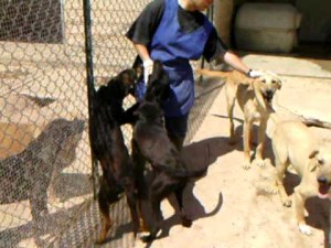 Tutti in fila per le coccole al Piccolo Panda di Siracusa