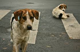 “Animale a Chi”? A Pescara non a Anta onlus. L’associazione si chiama fuori dall’evento in polemica col Comune