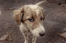 Palau, trovatelli promossi a cani di quartiere