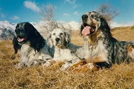 Contrabbando di setter rubati: i Cc incastrano la banda