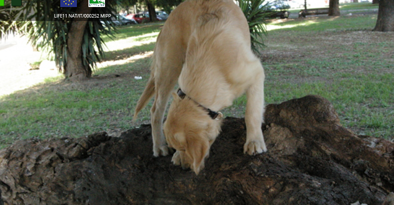 Il cane Teseo supereroe dei coleotteri: con l’OsmoDog, Italia verso il premio Ue Natura 2000