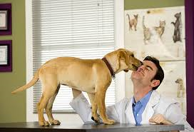 “Sterilizzazioni e vaccini gratis per i cani in famiglie disagiate”: lettera Aidaa a Gentiloni e Lorenzin