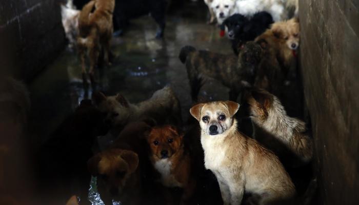 Stop al cane nel piatto, pet…izione internazionale contro il Festival di Yulin