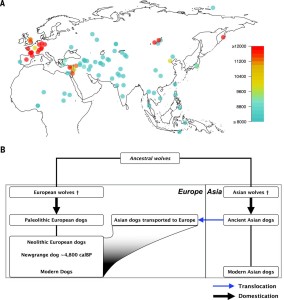 Le prove archeologiche della prima comparsa del cane tra Europa e Asia, e un modello di addomesticamento