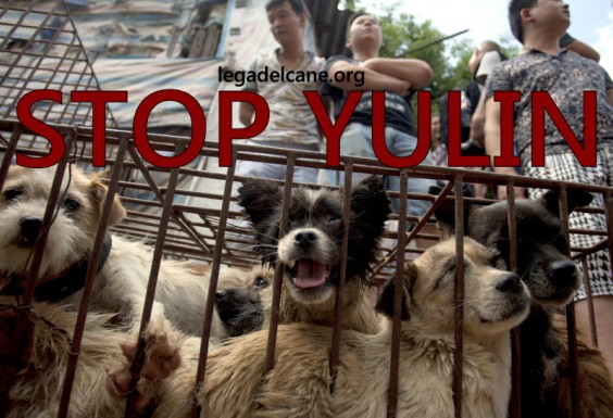 Stop Yulin, Lndc ci prova e scrive all’ambasciatore cinese