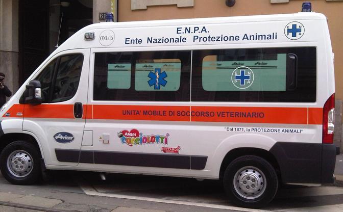 Al Cara di Mineo randagi da 4 a 80 in pochi anni: ora Enpa li sterilizza e vaccina tutti