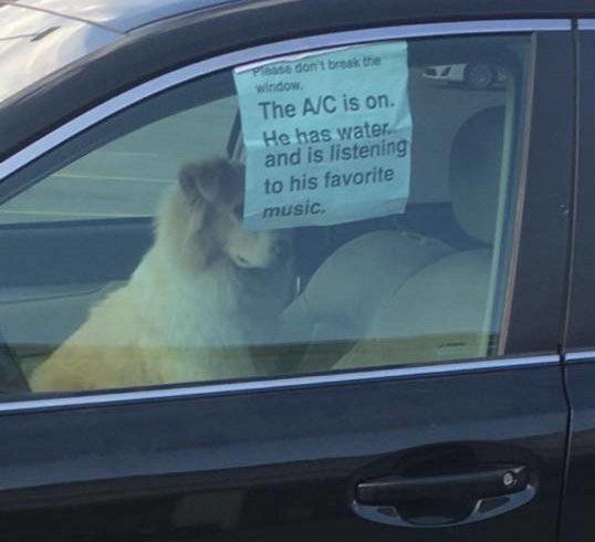 Lascia il cane in auto e avvisa: “Il condizionatore è acceso, ha acqua, ascolta la sua musica preferita”