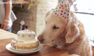 Bretagne alla festa per i suoi 16 anni