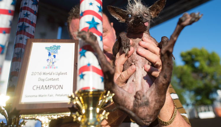 Con i suoi ciuffetti di dolcezza, Sweetie Rambo è il cane più brutto del mondo 2016